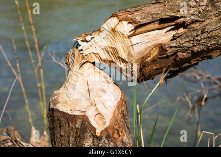 Beaver danni, albero abbattuto da beaver, Isar, Isarauen, Geretsried, Alta Baviera, Baviera, Germania Foto Stock