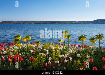 Letti di fiori con fiori di primavera a Lakeside, Überlingen presso il lago di Costanza e il Lago di Costanza, distretto di Svevia, Baden-Württemberg Foto Stock