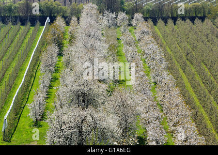 La fioritura dei ciliegi, frutteto e piantagione di apple, Kressbronn presso il lago di Costanza e il Lago di Costanza distretto, Svevia Foto Stock