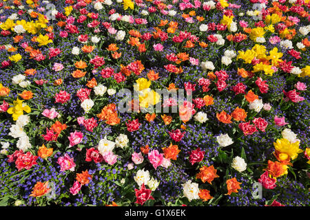 I tulipani (Tulipani) e dimenticare-me-non (Myosotis sylvatica), fiori di primavera nel letto di fiori, Langenargen, il lago di Costanza District Foto Stock