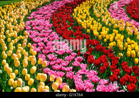 Giallo, rosa e rosso tulipani (Tulipa), Keukenhof, in Lisse, Paesi Bassi Foto Stock