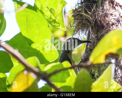 Oliva femmina-backed sunbird alimentando il suo bambino nel suo nido. Foto Stock