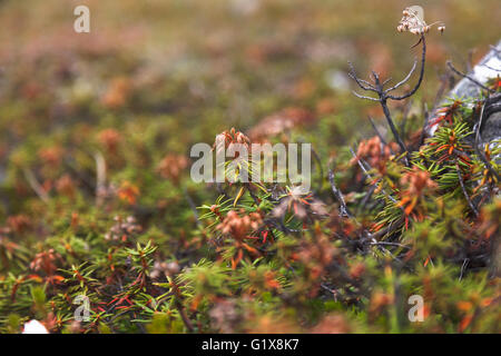 Il rosmarino selvatico, canneti nella tundra, Chukotka Foto Stock