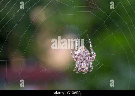 Crociera sul web su sfondo verde, vicino fino Foto Stock