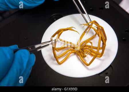 Il ricercatore sono il mare da studiare i ragni sotto il microscopio. Foto Stock