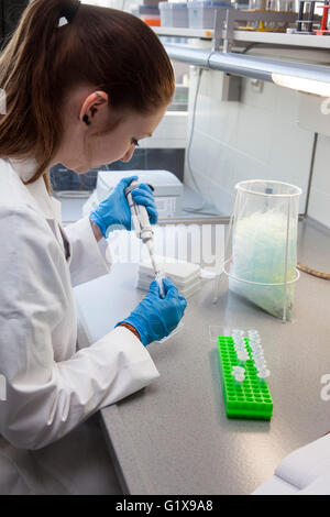 Associare scientifica il pipettaggio in laboratorio di genetica. Foto Stock