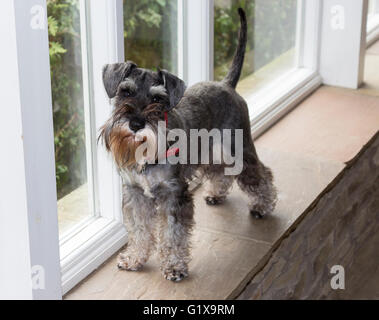 Miniatura Schnauzer cane. Foto Stock