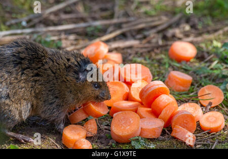 I giovani europei acqua vole, un semi-roditore acquatico di mangiare le carote affettate. Foto Stock