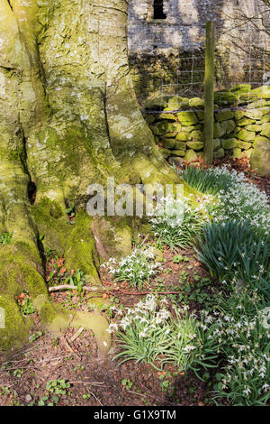 Primavera snowdrops crescente intorno alla base di muschio di un albero. Dentdale, North Yorkshire Dales National Park , Cumbria, Inghilterra. Foto Stock