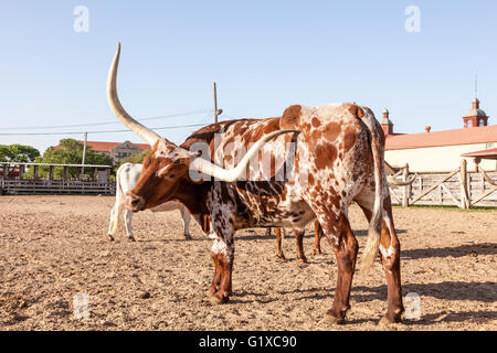 Giovani Texas Longhorn steer con bianco e marrone di marcatura Foto Stock