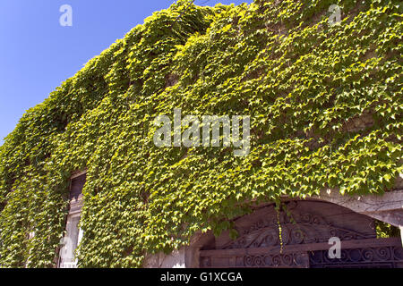 Parete della vecchia casa coperte di edera Foto Stock