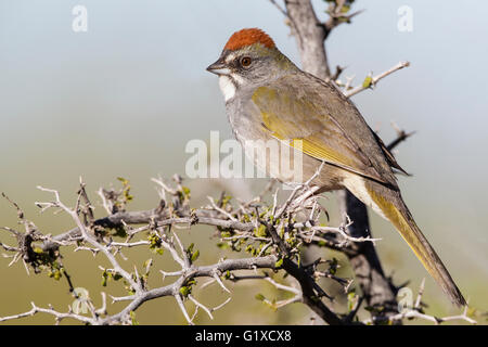 Verde-tailed Towhee - Pipilo chlorurus - per adulti Foto Stock