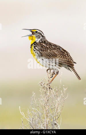 Western Meadowlark - Sturnella neglecta - adulti da riproduzione Foto Stock