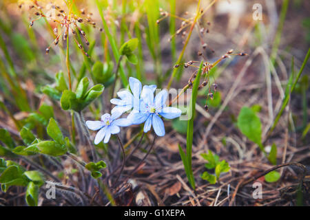 Wild Blue Hepatica fiori in primavera foresta. Foto macro con il fuoco selettivo Foto Stock