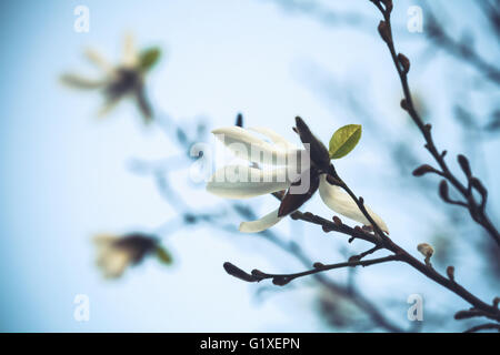 Fiori bianchi di albero di magnolia su blu brillante sullo sfondo del cielo, closeup foto con messa a fuoco selettiva e la correzione delle tonalità foto fi Foto Stock