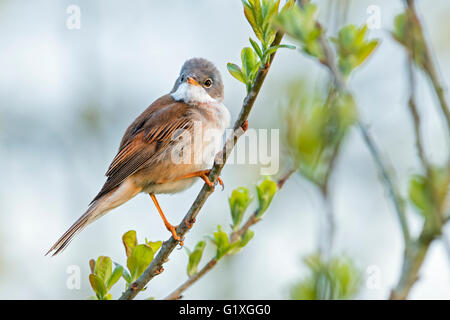 Whitethroat (Sylvia communis) Foto Stock