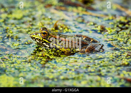 Una rana di palude che si mescola con i suoi dintorni. Foto Stock