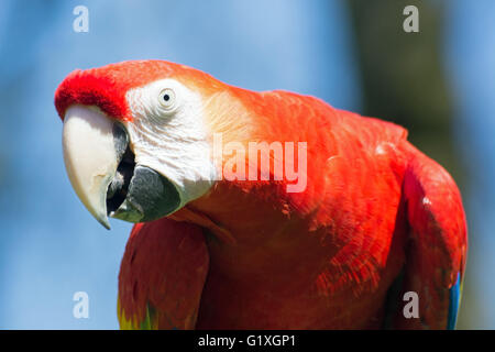Ritratto di Scarlet Macaw, latino chiamato Ara macao. Foto Stock