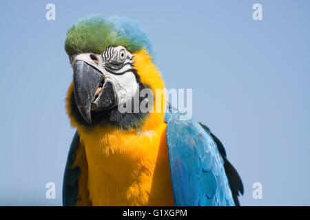 Ritratto di blu e giallo Macaw, latino chiamato Ara ararauna. Foto Stock