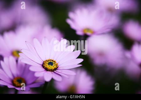 Daisy africana Foto Stock