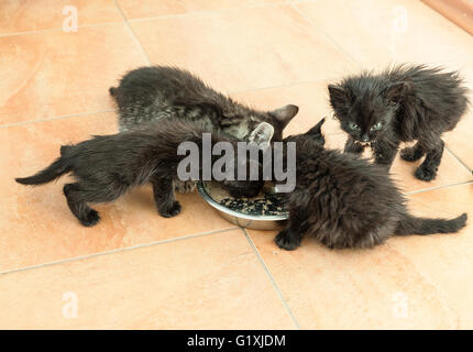 Quattro piccoli gattini nero mangiare cibo secco Foto Stock