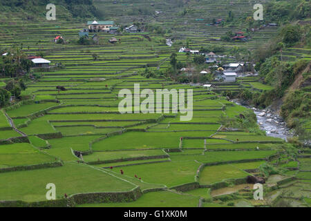 Banaue terrazze di riso Hapao,Northern Luzon, Filippine Foto Stock