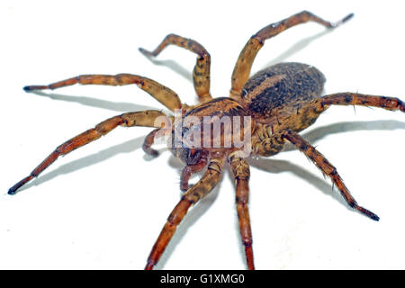 Terribile brown spider estrema closeup Foto Stock