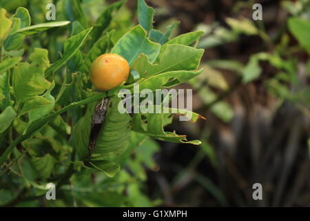 Frutto maturo di kalamansi/calamondin (Citrofortunella microcarpa) con foglie danneggiate da bachi Foto Stock