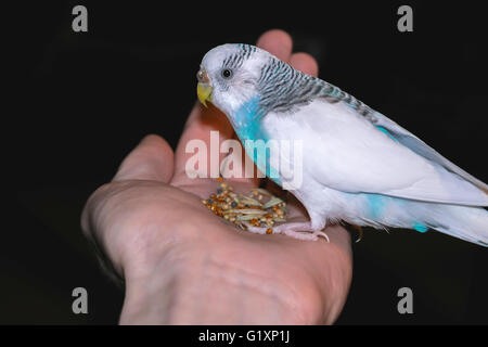 Budgie seduto su un palmo di mano Foto Stock