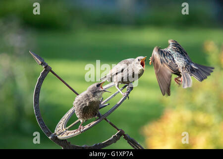 Unione Starling (Sturnidae) alimentazione di un bambino con pasto worm in un giardino, England, Regno Unito Foto Stock