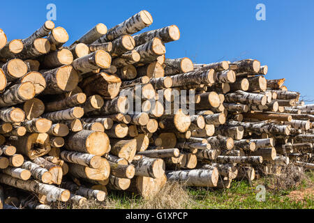 White betulla heap dei registri Foto Stock