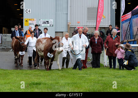 Builth Wells, Powys, Galles Royal Welsh Festival di Primavera di Maggio 2016 - il giorno di apertura del weekend Festival di Primavera - una giovane ragazza grida ( sulla destra ) come carni bovine Shorthorn vacche e vitelli immettere il bestiame anello per giudicare. Foto Stock