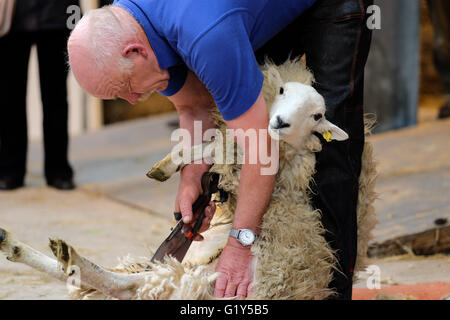 Royal Welsh Festival di Primavera, Maggio 2016 - Un Gallese le pecore di montagna guarda come è tagliata a mano con clippers durante una dimostrazione di taglio. Foto Stock