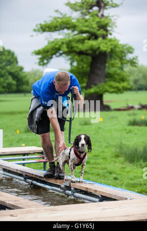 Windsor, Regno Unito. 21 Maggio, 2016. Cani e proprietari di competere nel fangoso Dog Challenge ostacolo eseguire in Windsor Great Park in aiuto di Battersea " Cani e Gatti " Home. Credito: Mark Kerrison/Alamy Live News Foto Stock