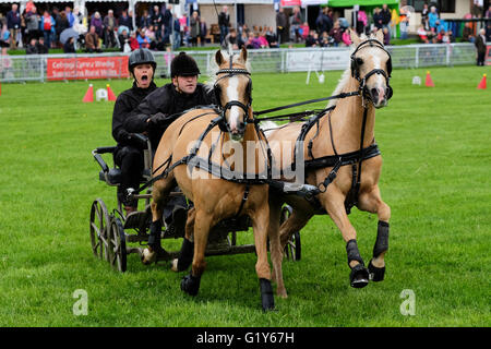 Royal Welsh Festival di Primavera, Maggio 2016 - Scurry concorso di guida vede un team di due lavori con due pony per la gara contro il tempo intorno a un corso di ritorcitura. Foto Stock