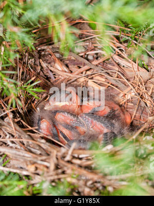 Il Cardinale settentrionale il nido in un albero di cedro con piccoli uccelli baby Foto Stock