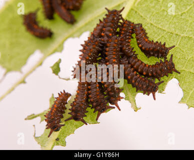 I giovani a coda di rondine Pipevine bruchi raggruppati su un olandese tubazione della foglia, mangiare in uno scheletro Foto Stock