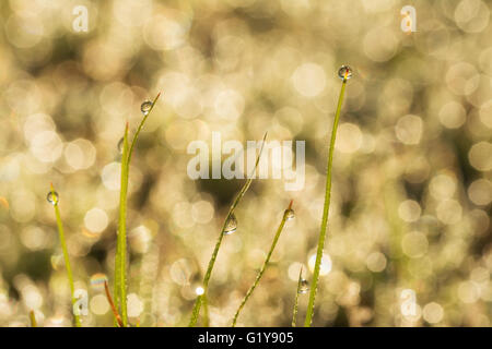 Sunrise in gocce di rugiada sull'erba su un rugiadoso sfondo bokeh di fondo Foto Stock
