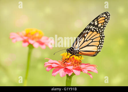 Immagine da sogno di una farfalla monarca sulla luce rosa Zinnia fiore nel giardino estivo soleggiato Foto Stock