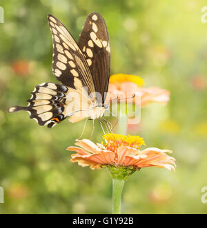 Immagine da sogno di un gigante a coda di rondine di alimentazione a farfalla su un fiore Foto Stock