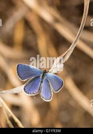 Vista dorsale di un minuscolo Eastern Tailed Blue Butterfly appoggiato su di una lama a secco di erba nel sole di primavera Foto Stock