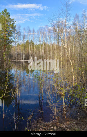 La molla nel Parco nazionale di 'Meshchersky'. Cancella giorno di maggio sulla foresta fiume. Foto Stock