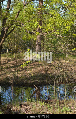 La molla nel Parco nazionale di 'Meshchersky'. Cancella giorno di maggio sulla foresta fiume. Foto Stock