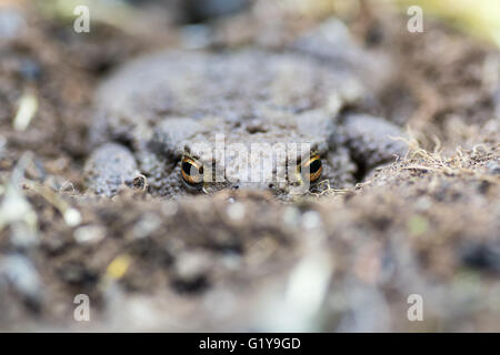 Il rospo comune (Bufo bufo) parzialmente interrati nel suolo. Familiarità anfibio nascondendo sul terreno con occhi luminosi visibili Foto Stock