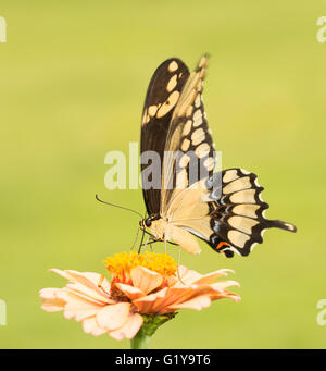 Gigante farfalla a coda di rondine su un arancione pallido Zinnia con sfondo verde Foto Stock