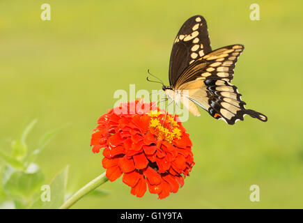 Gigante farfalla a coda di rondine alimentazione su un arancio zinnia fiore, con estate sfondo verde Foto Stock