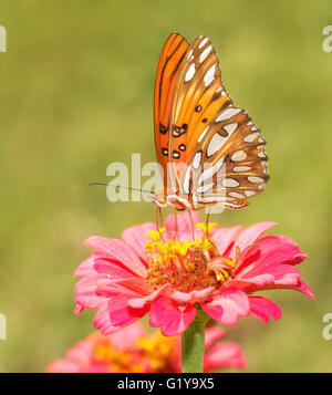 Bella, arancione, nero e argento Gulf Fritillary butterfly alimentazione su un fiore nel giardino estivo Foto Stock