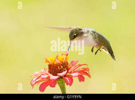 Ruby-throated Hummingbird alimentazione su un Zinnia fiore contro verde brillante background estate Foto Stock