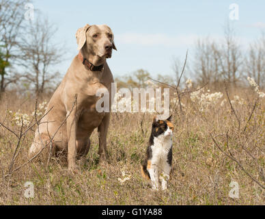 Gatta Calico con il suo cane Weimaraner amico seduto in erba in primavera, guardando nella stessa direzione Foto Stock