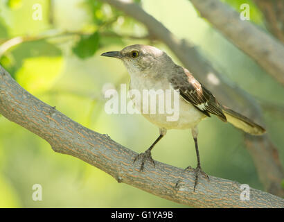 Northern Mockingbird seduti all'ombra di un albero di cachi in estate Foto Stock